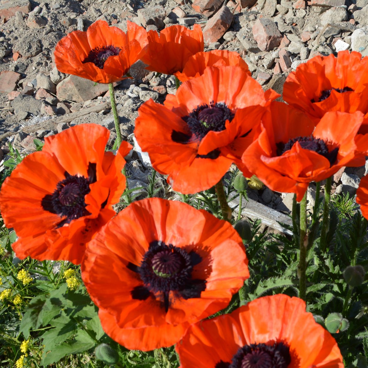 Мак Восточный (Papaver orientale)