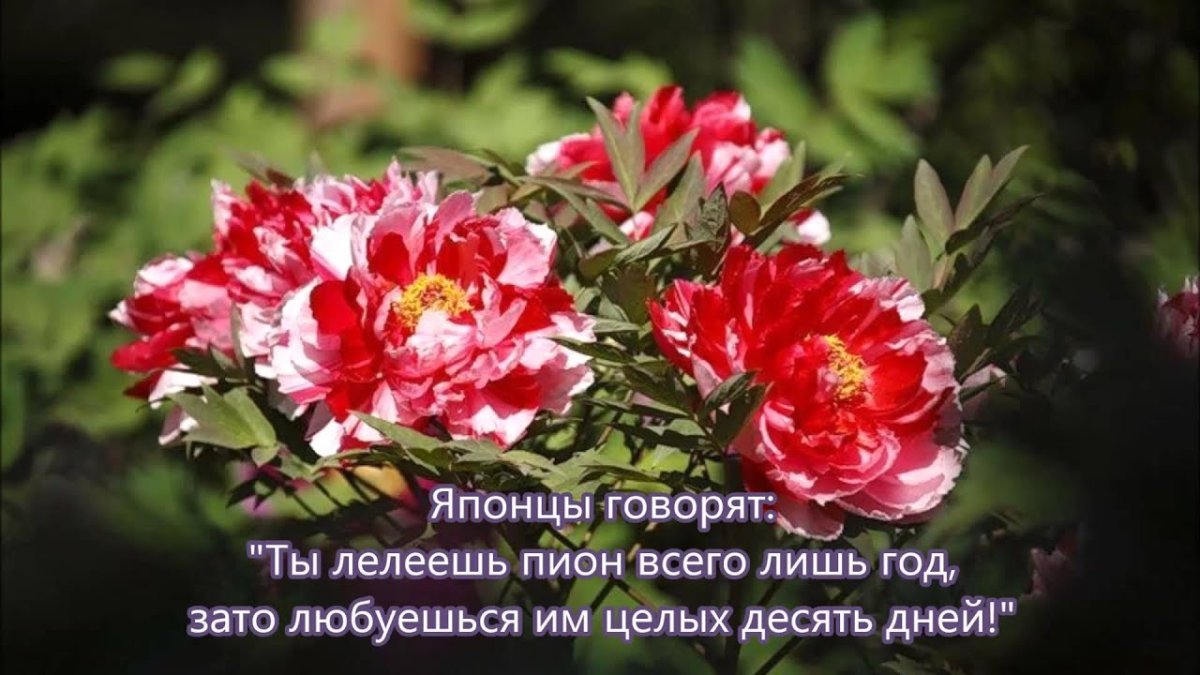 Fireworks пион