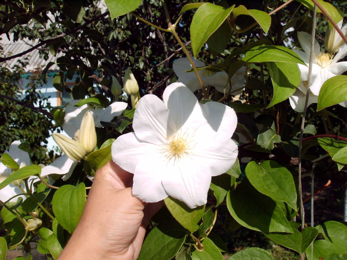 Clematis 'Madame le Coultre'