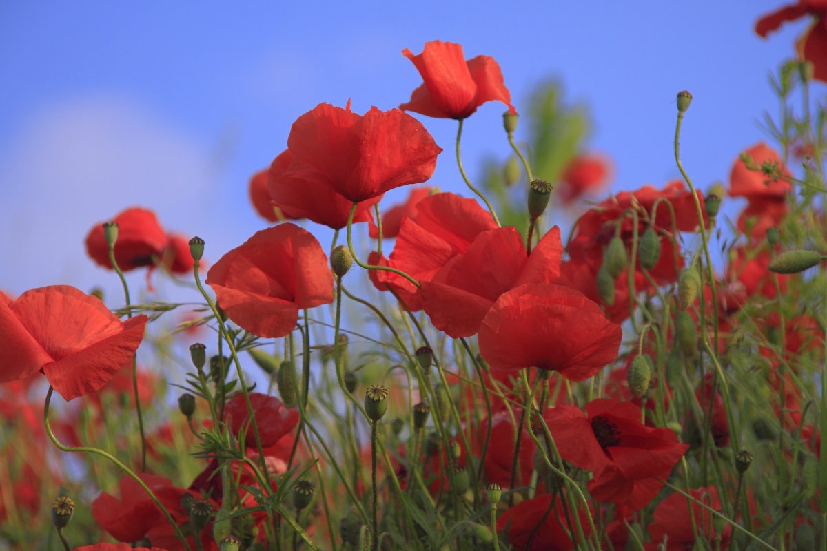 Poppy (Мак)