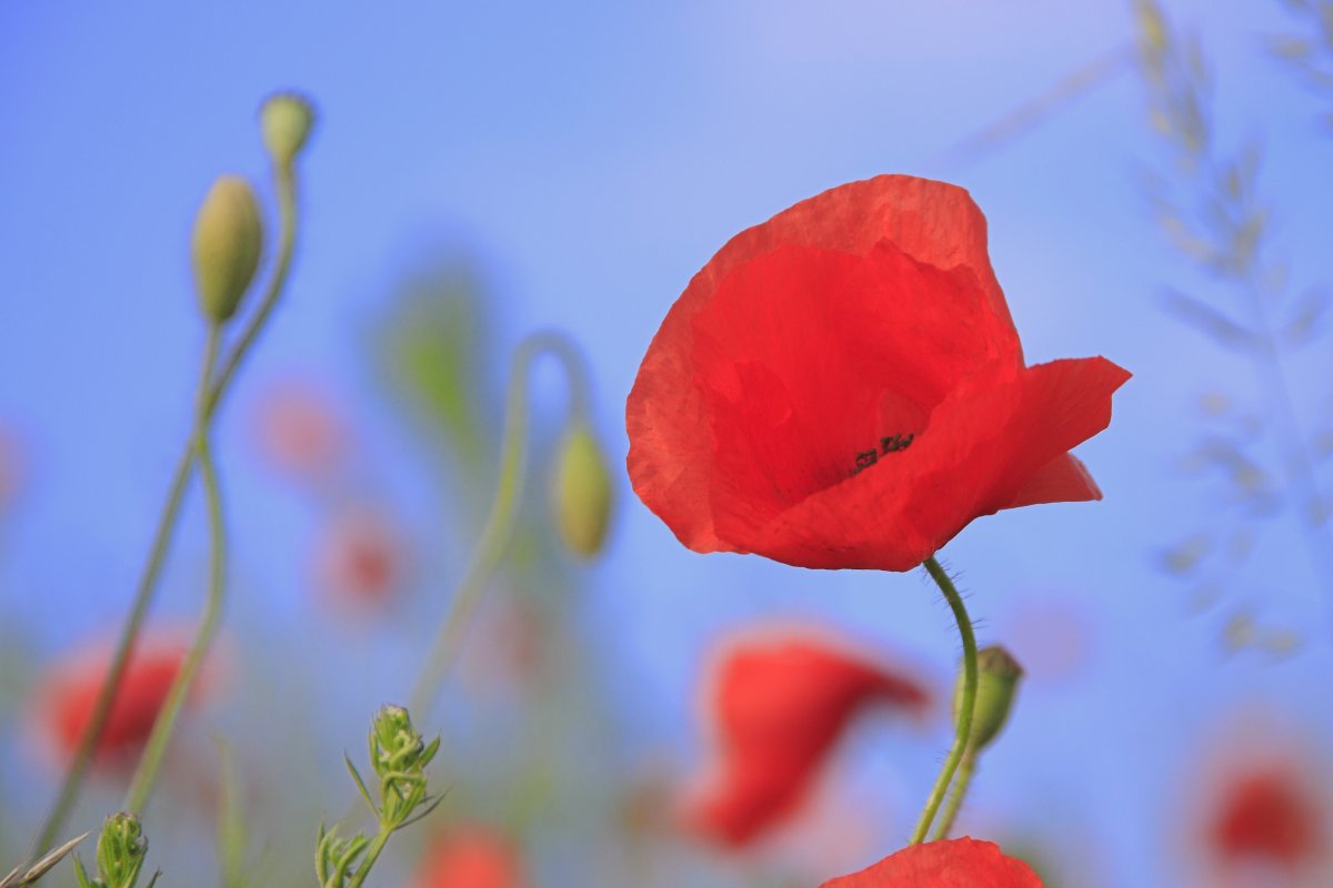 Tall Poppies