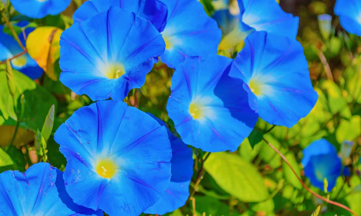 Ипомея Heavenly Blue