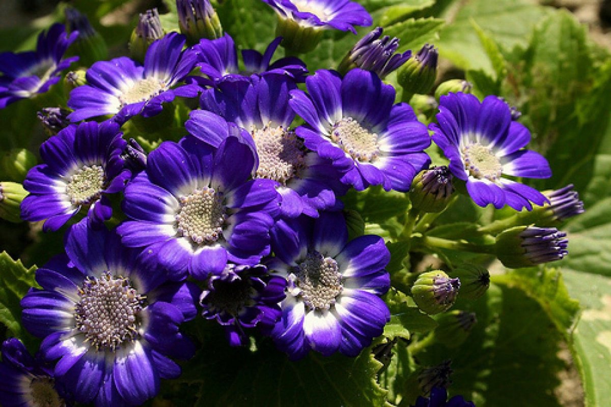 Крестовник Кровавый — Senecio cruentus