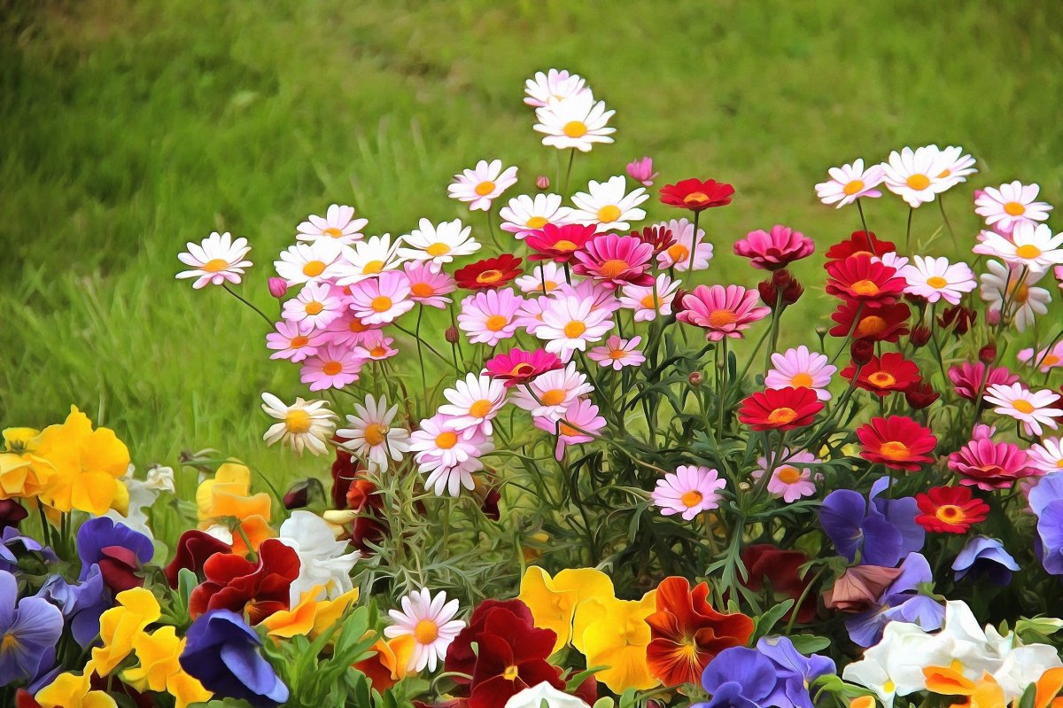 Популярные летние цветы