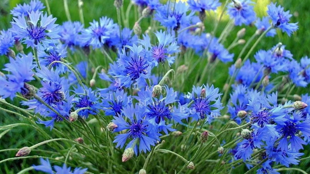 Василек горный grandiflora