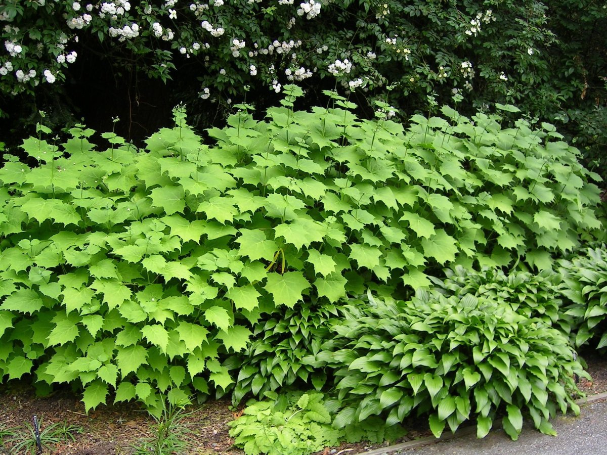 Киренгешома palmata