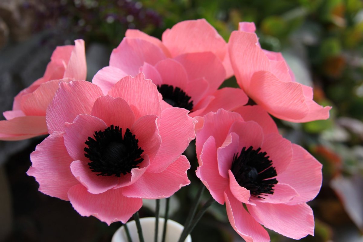 Анемона (Anemone)