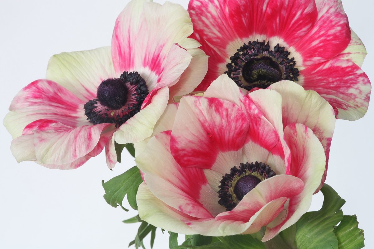 Anemone цветок