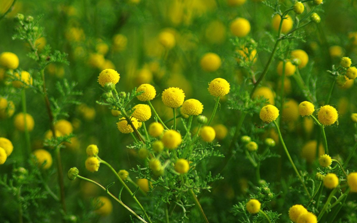Трава с желтыми круглыми цветами