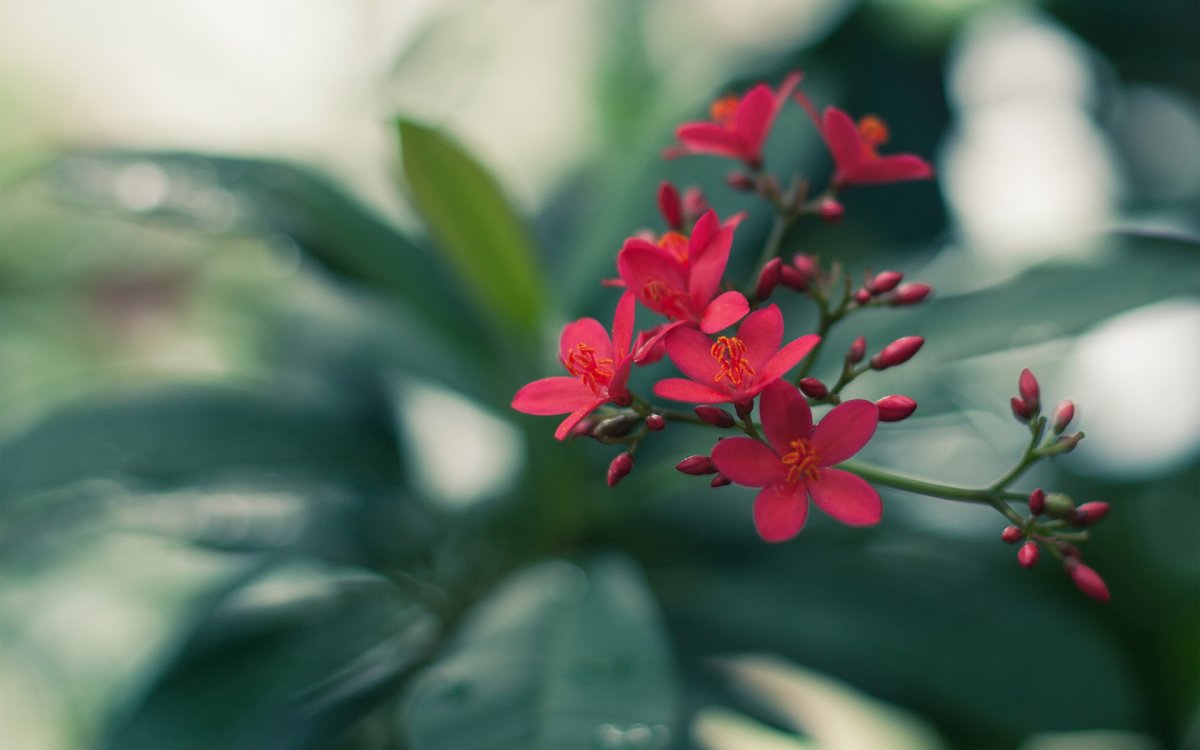 Цветок с красными маленькими цветами