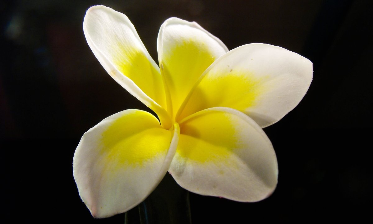 Белые цветы с желтой серединкой