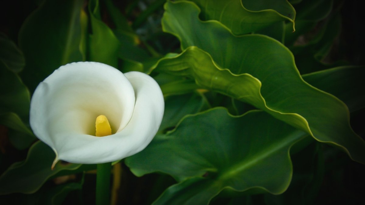 Calla Lily цветок листья