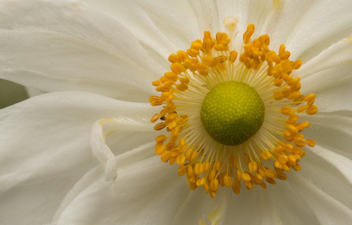 Flower texture Yellow