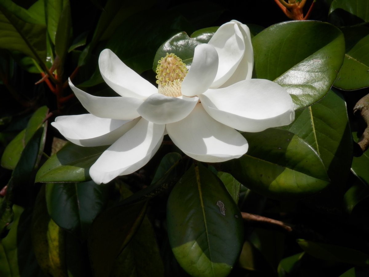 Растение с большими белыми цветами