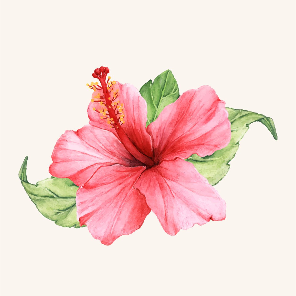 РТО гибискус (Hibiscus) m375