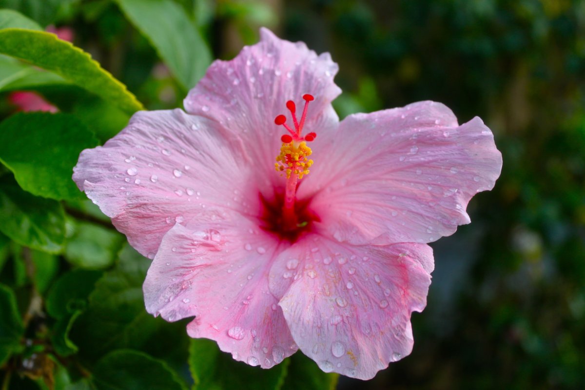 Роза китайская (Rosa chinensis)