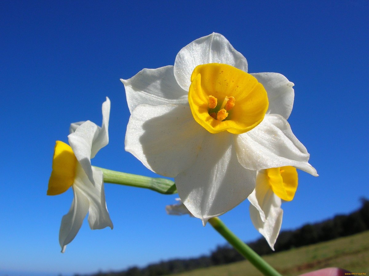 Narcissus Polyanthus