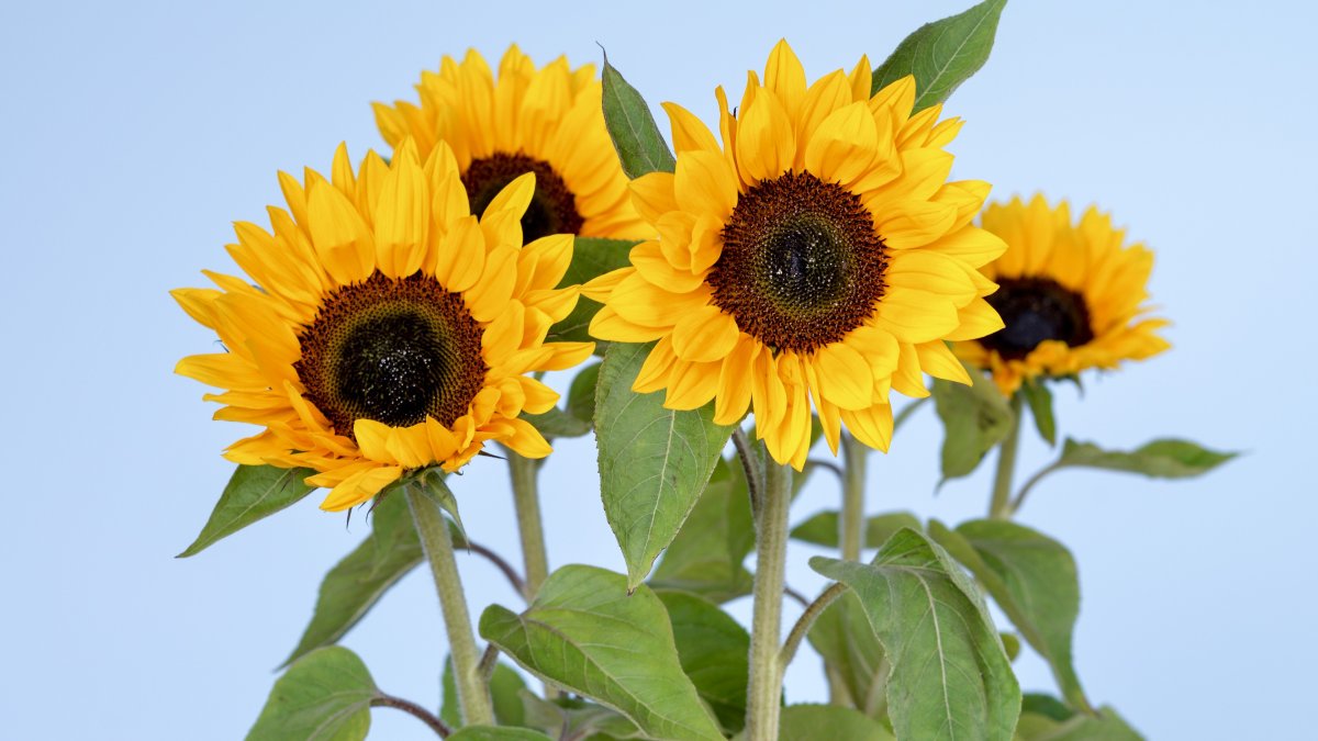 Подсолнечник Sunray Yellow