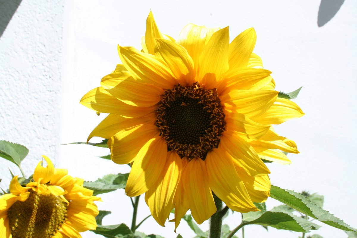 Sunflower тяга Sunflower