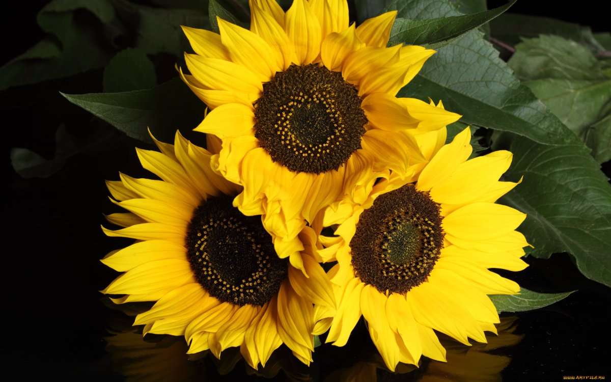 Подсолнечник, подсолнух (Helianthus) срезка
