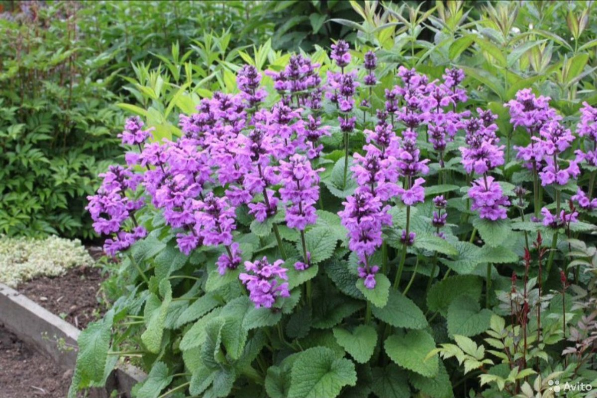 Буквица (Betonica grandiflora)