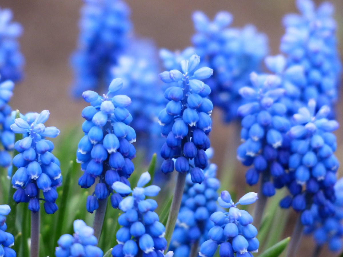 Мускари Muscari racemosum