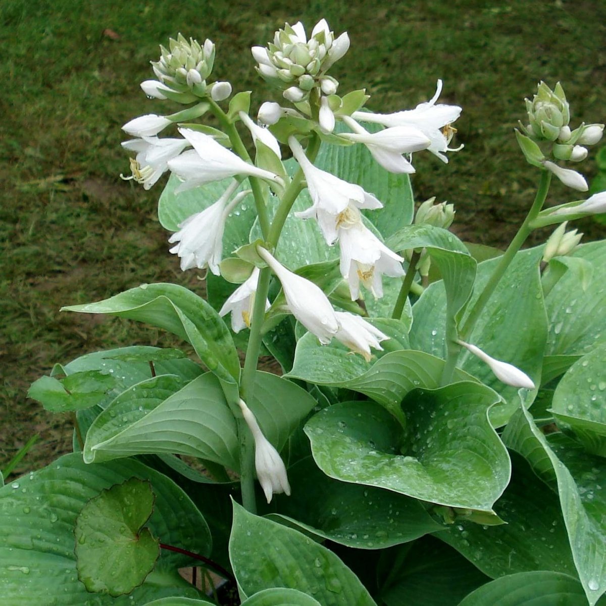 Хоста plantaginea grandiflora