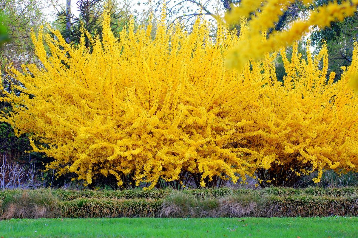 Декоративный кустарник с желтыми цветами