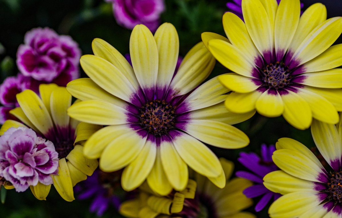 Остеоспермум Flower Power Yellow