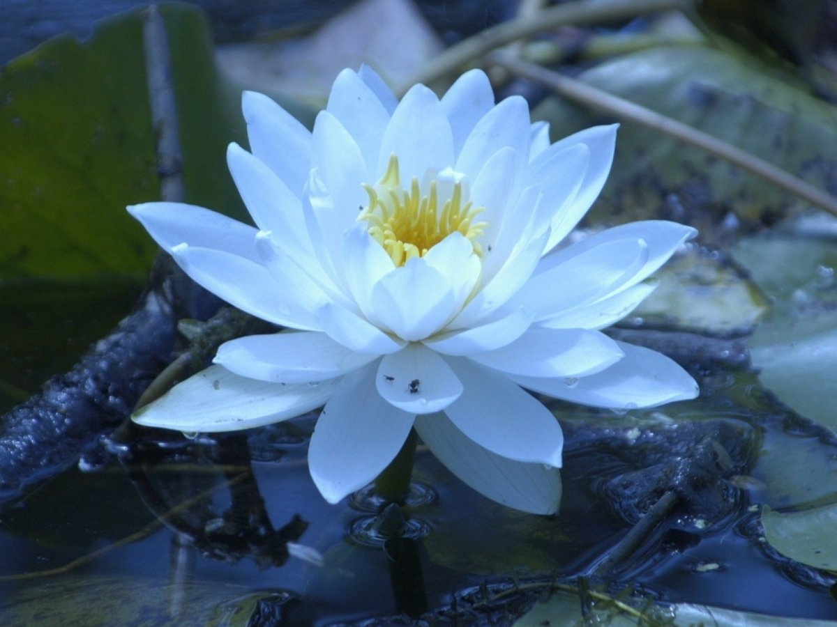 Nymphaea Lotus кувшинка