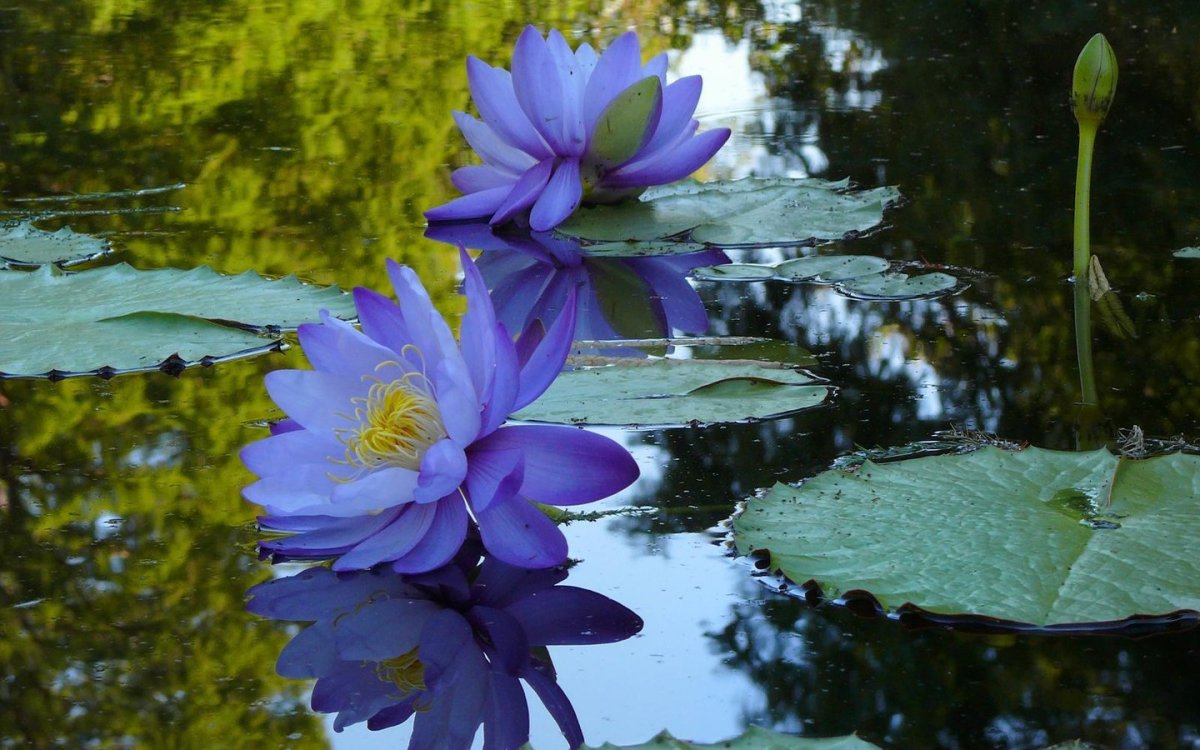 Синие болотные цветы