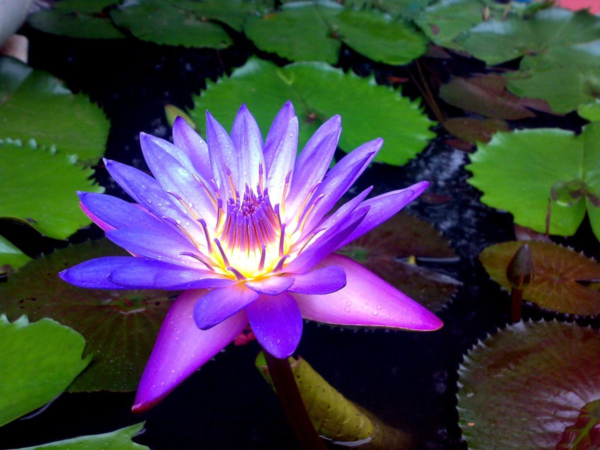 Кувшинка Nymphaea Albatross