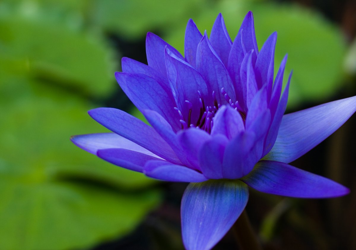 Голубой Лотос (растение вида Nymphea caerulea)