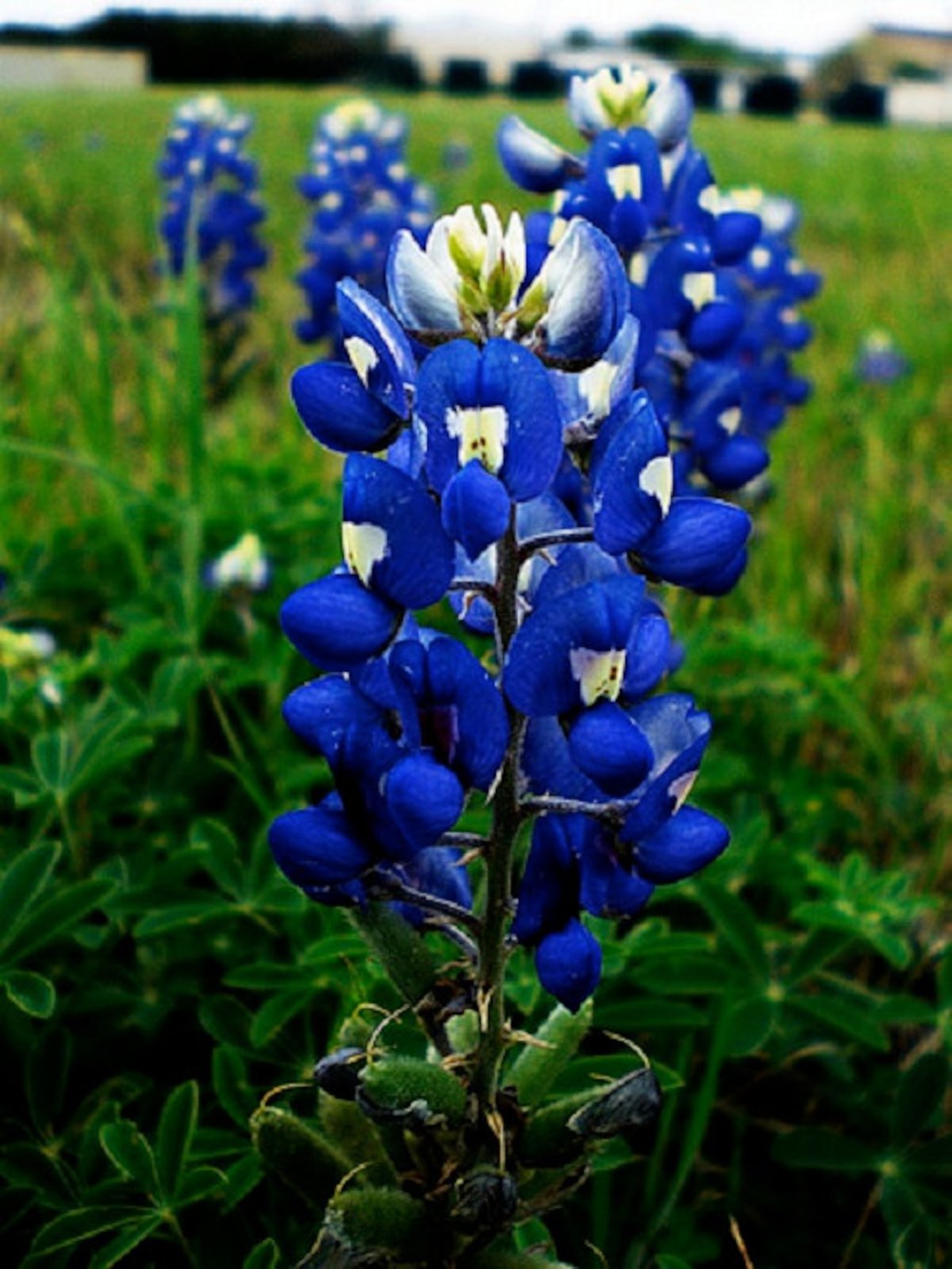Люпины Bluebonnet