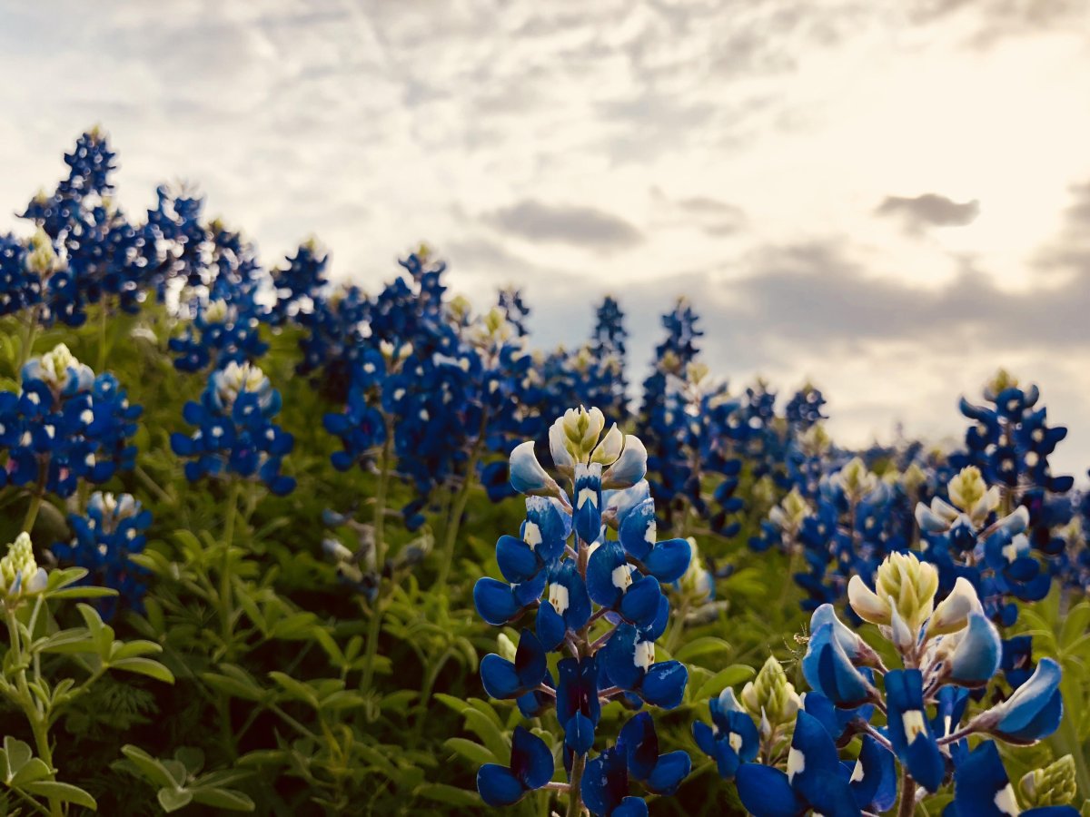 Bluebonnet цветок в Техасе
