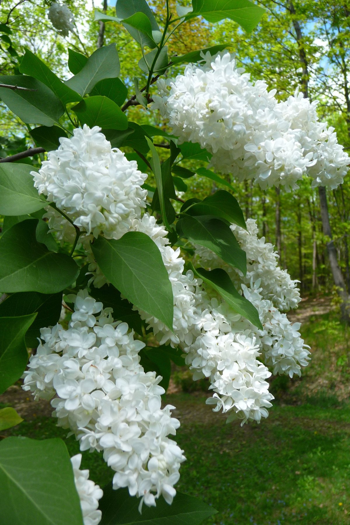 Сирень Жасмин черемуха
