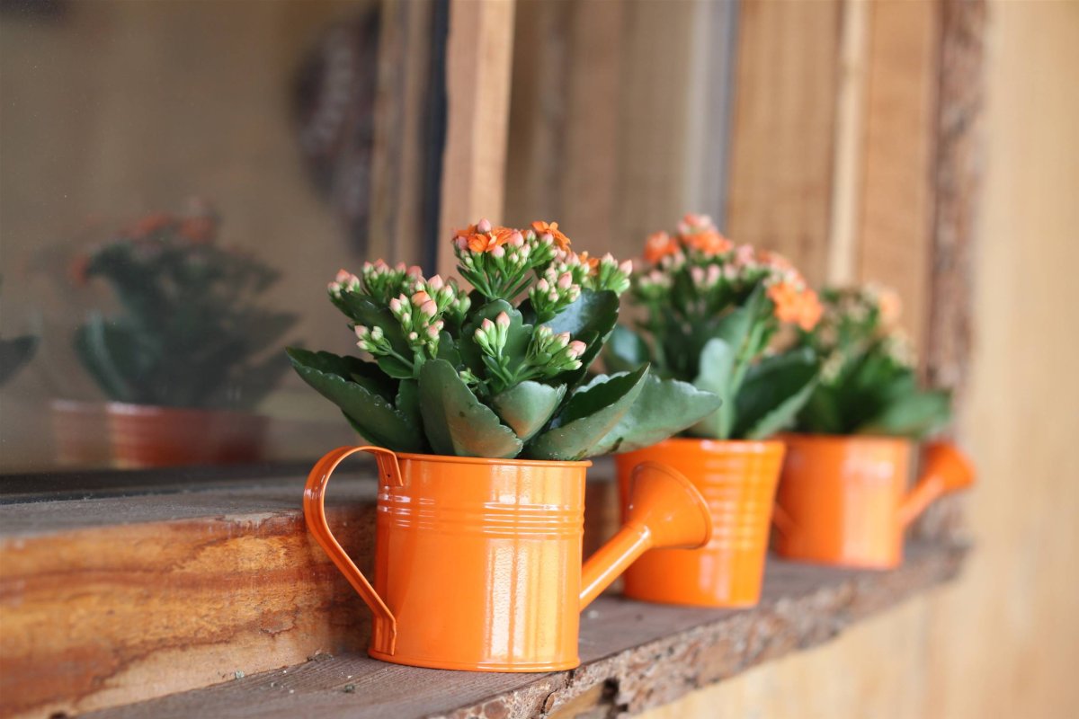 Kalanchoe полив