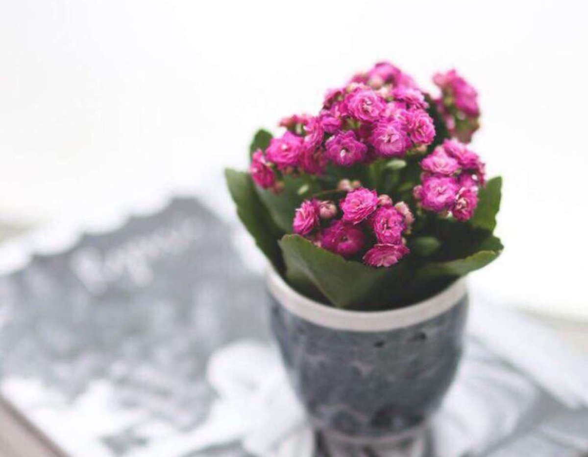 Гортензия крупнолистная Bloom Star