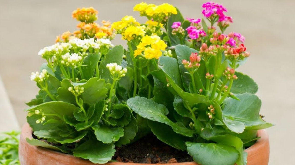 Kalanchoe (каланхоэ) Plants