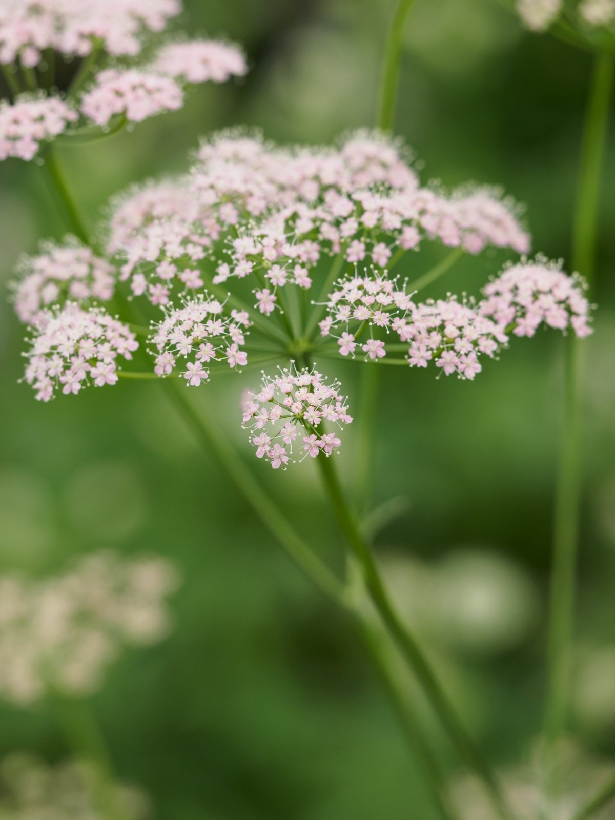 Бедренец большой-Pimpinella Major