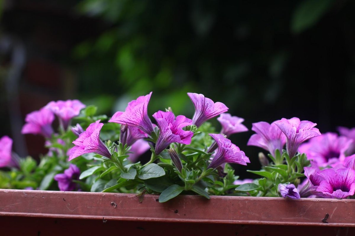 Potted Plants