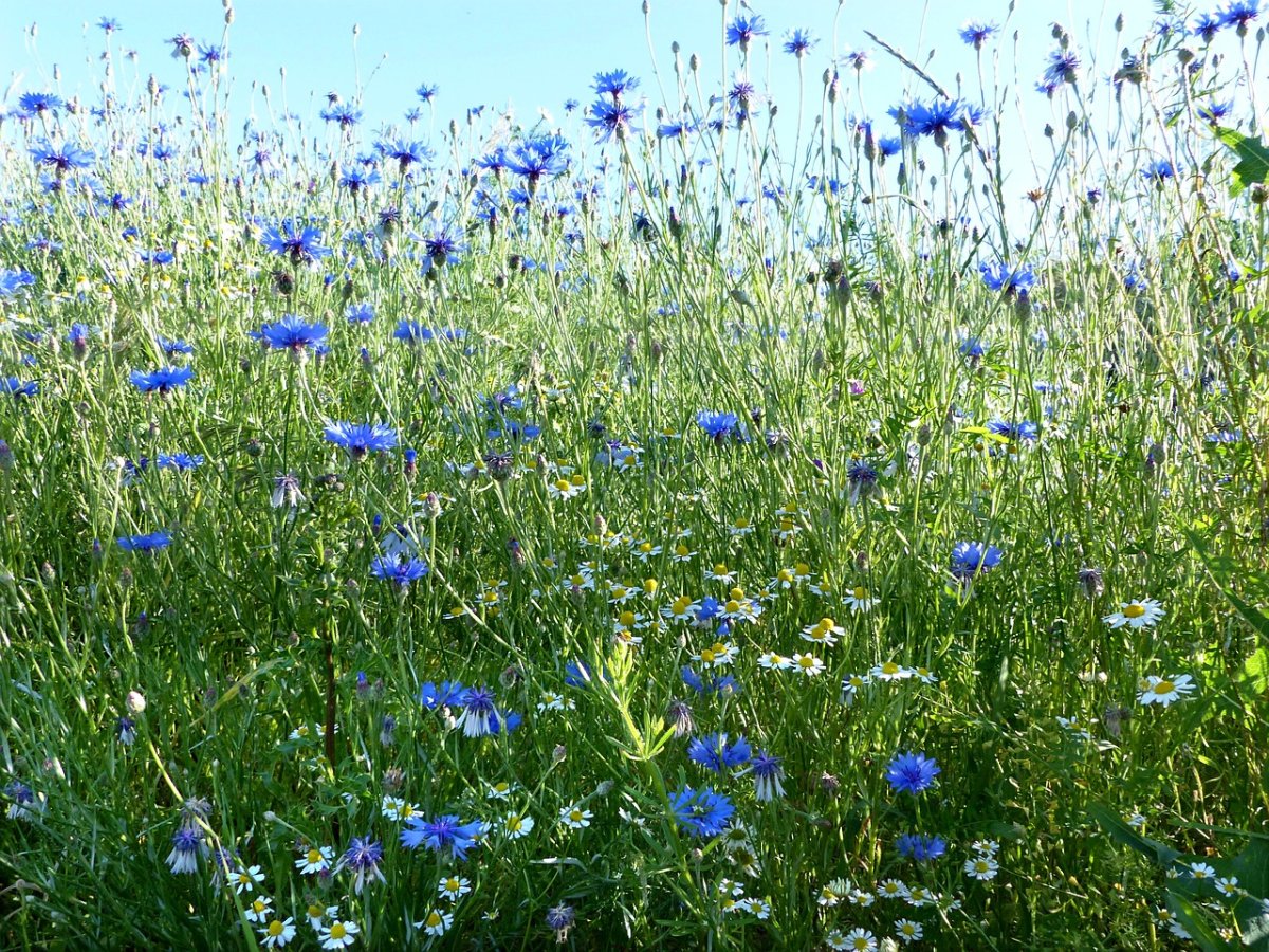 Многолетняя луговая трава с синими цветами