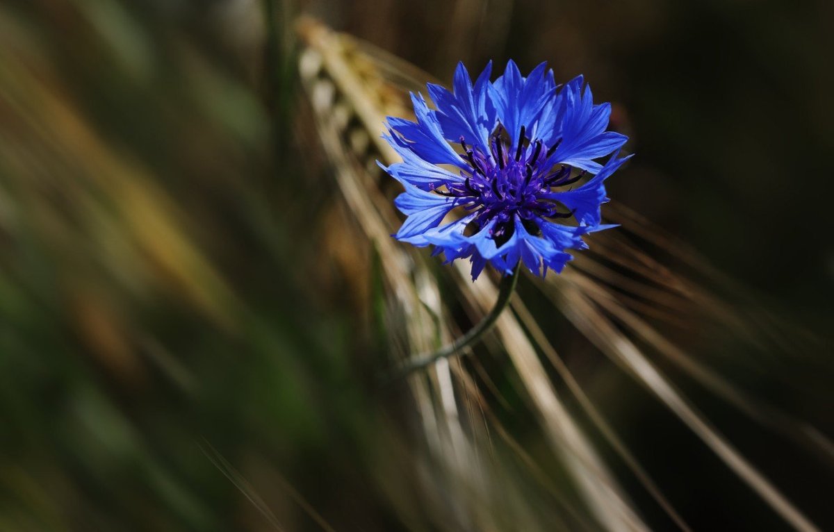 Синие цветы васильки