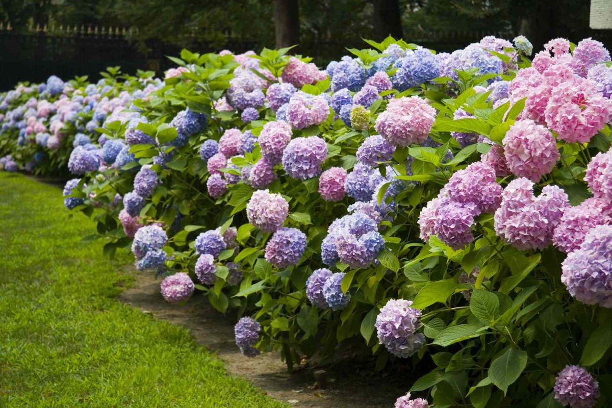 national PLANT NETWORK 2.5 Qt. 3-in-1 Hydrangea Shrub with White-Blue-Pink Flowe