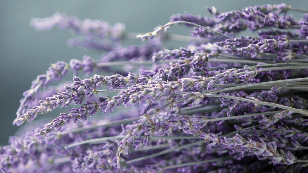 Лаванда (Lavandula) Эстетика