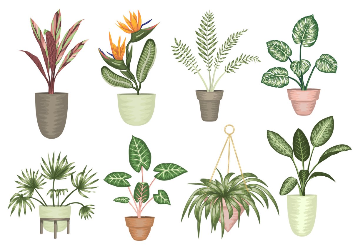 Houseplants обрезанный фон