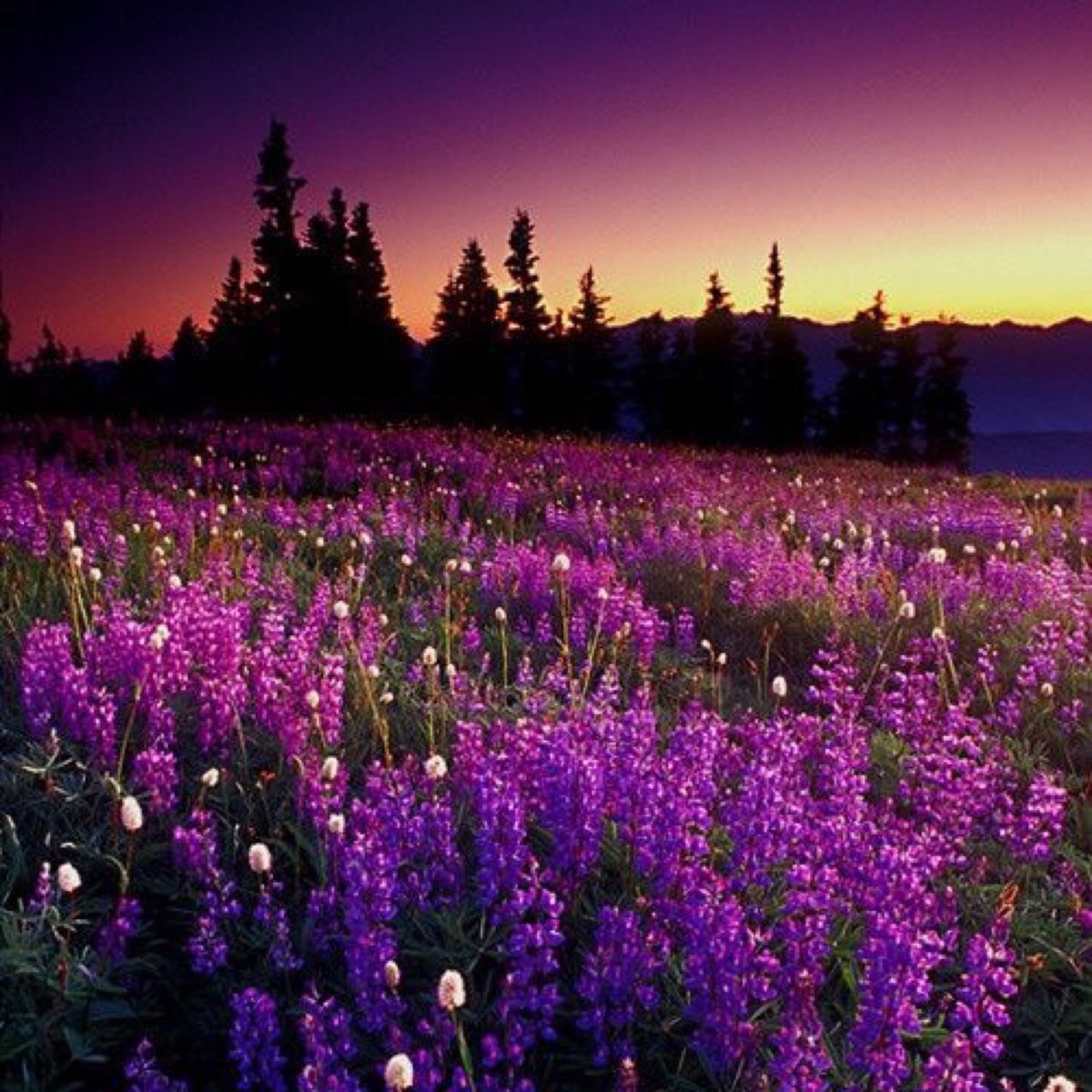 Фиолетовые цветы в лесу