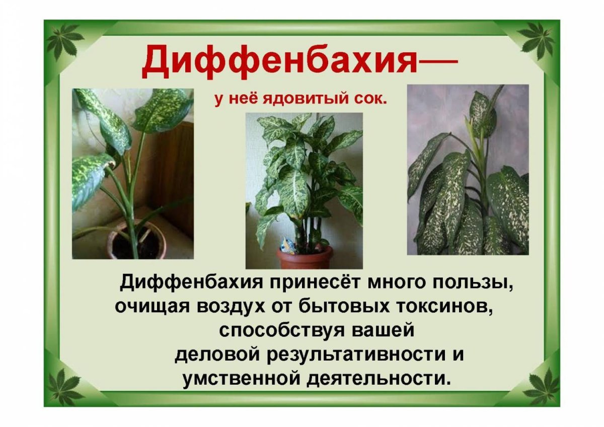 Диффенбахия ядовитое растение