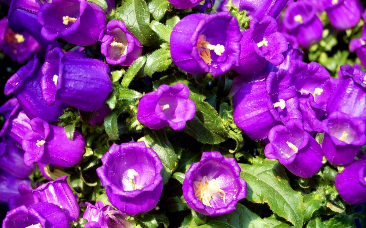 Колокольчик Кампана Lilac