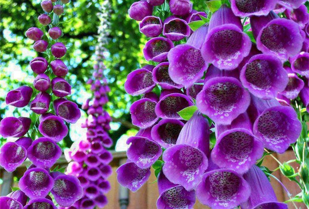 Наперстянка 'Dalmatin Purple'